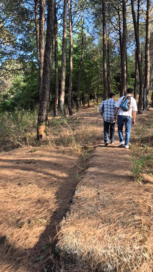 A pine forest walk from our team’s video